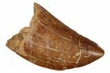 Serrated, Carcharodontosaurus Tooth - Feeding Worn Tip #341331-1